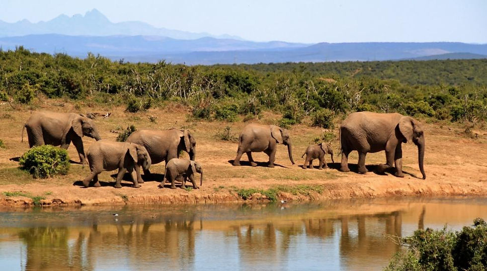 Safari in Africa