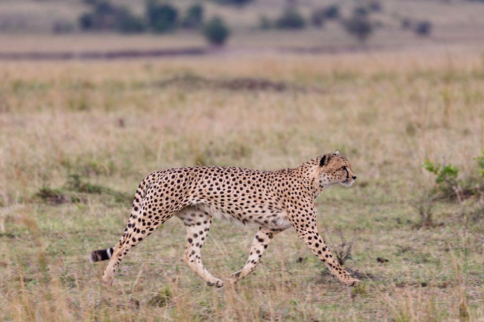 Safari in Africa