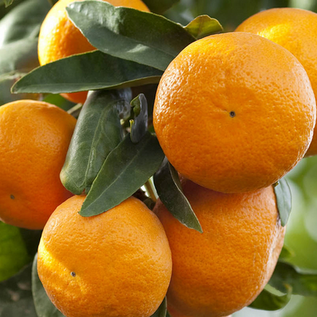 NOTAS DEL ACEITE ESENCIAL