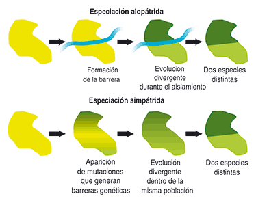 especiacion.gif