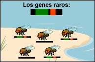 peripatric_drosophila2_sp.gif