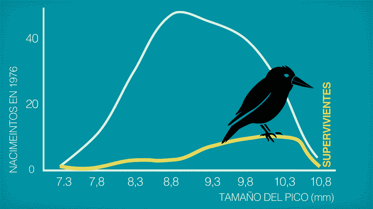 evolucion-pinzones-grant.gif