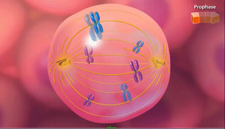 Naturales_C4_M1_14.gif