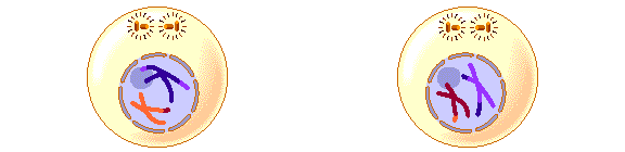 meiosis-animated-gif-2-orig_orig.gif