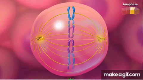 vXkvs0.gif