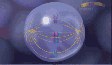 dna-mitosis.gif