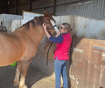 HORSE MASSAGE Ellie.jpg