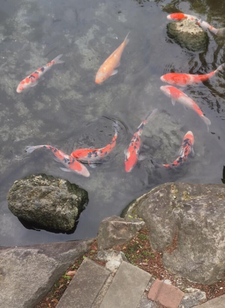 koi (japanese fish)