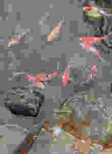 koi (japanese fish)