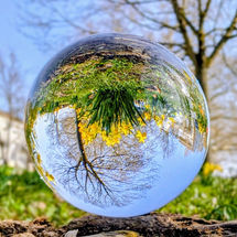 Lensball mit Spiegelung von Narzissen, kahlem Baum und blauem Himmel – Symbolbild für die Gabe der Gottesfurcht