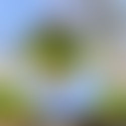Lensball mit Spiegelung von Narzissen, kahlem Baum und blauem Himmel – Symbolbild für die Gabe der Gottesfurcht
