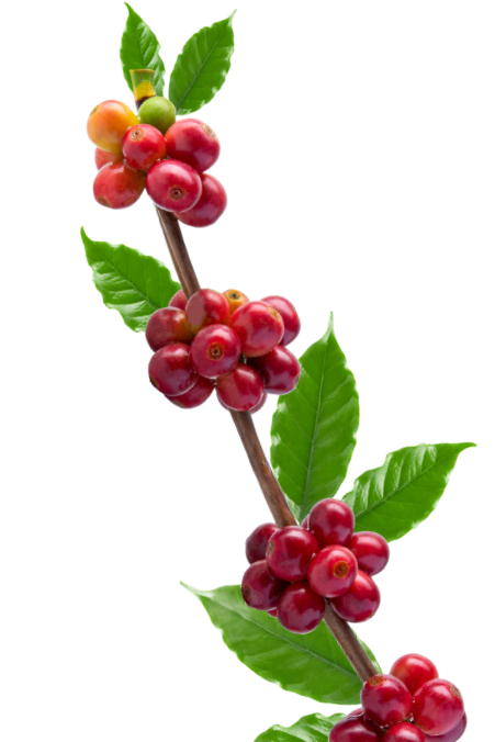 shutterstock_1868159872_edited_edited.png