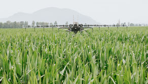 Chilliwack farm story Elmido Dairy farm Brightside Eggs Chilliwack Chilliwack local farms Sustainable farming Chilliwack Chilliwack agriculture Water conservation farming Local food systems Chilliwack Sustainable dairy farm BC Chilliwack egg farm