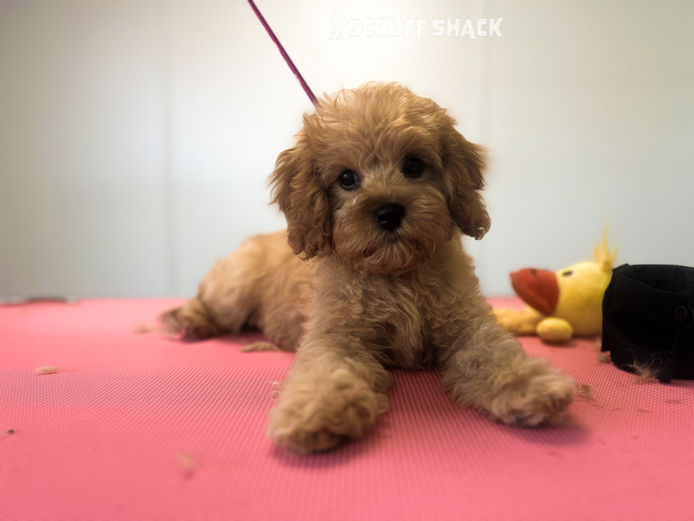 Ozzy(Cavapoo)1.jpg
