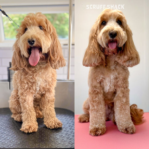 Edie(Cockapoo).jpg
