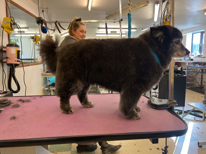DogGrooming - 4.jpeg