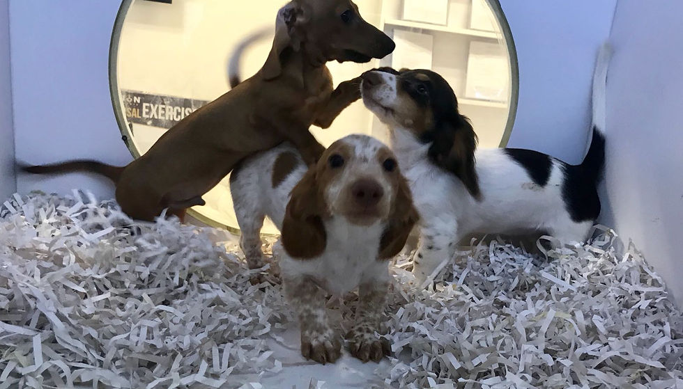 Puppies Coupons Miami