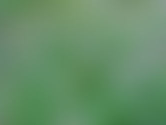 Stop the Spread-Himalayan Balsam