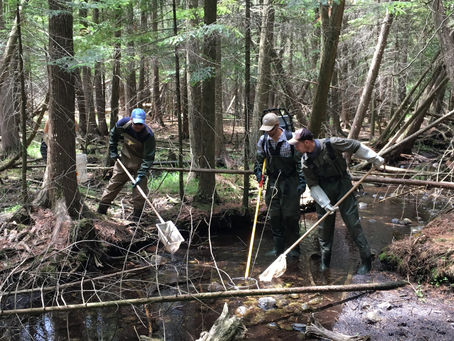 Rediscovering Brook Trout in Hanlon Creek