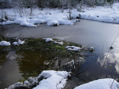 What do fish do in the winter? Part 2 Lakes