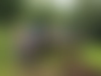 Christmas Trees for Conservation