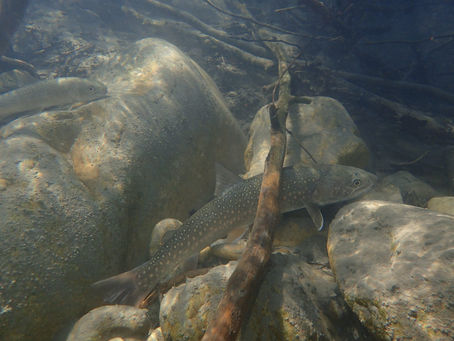 Stream Temperature Summary Report