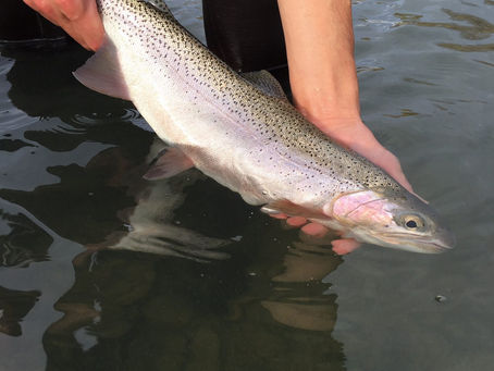 Fishing Responsibly During Low Flow and High Water Temperature Conditions