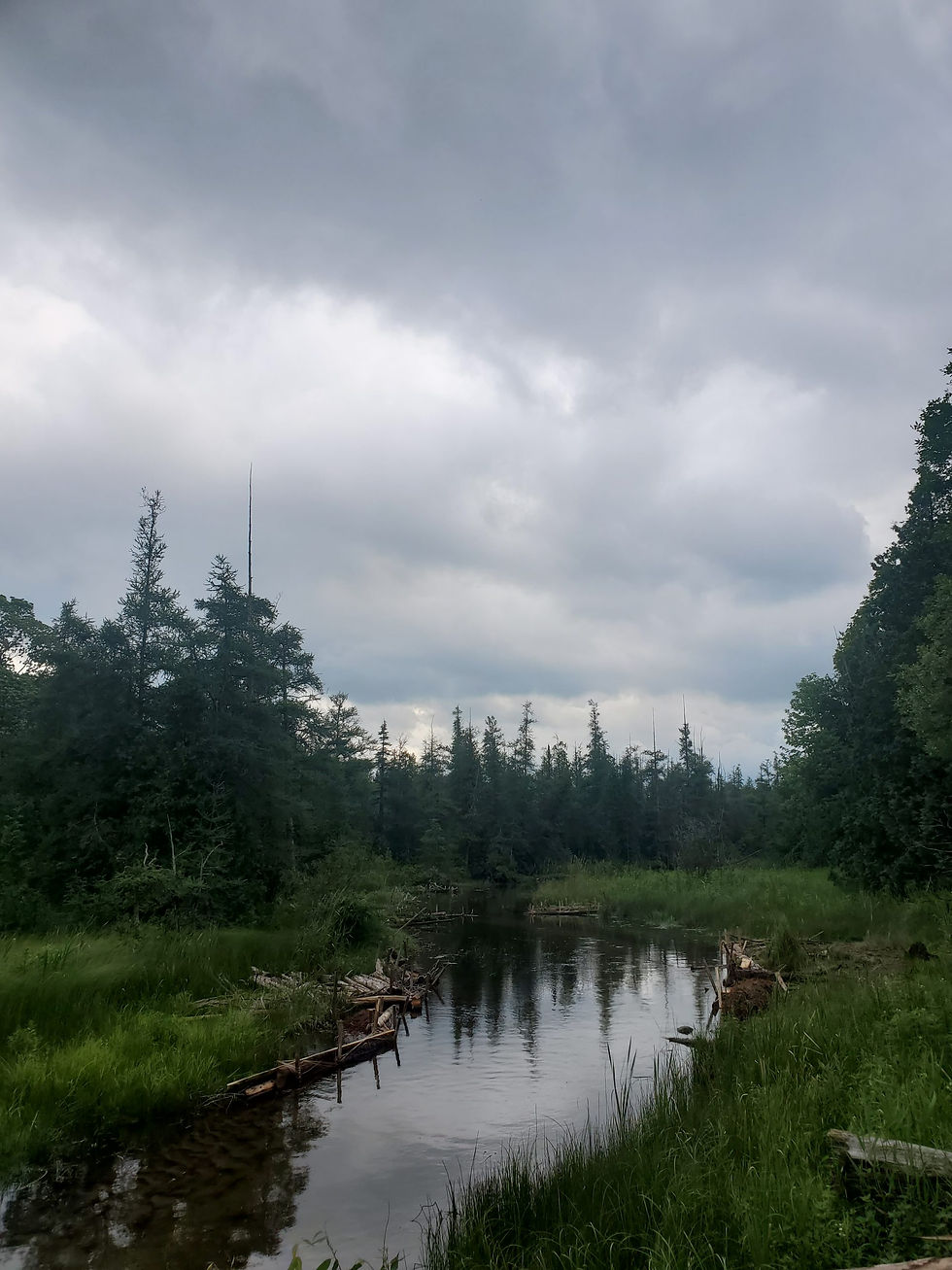 Restoration Efforts Around Southern Ontario