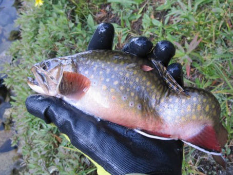 Donate to TUC, Help Stop the Spread