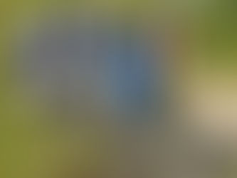 Chipman Creek Restoration Initiative