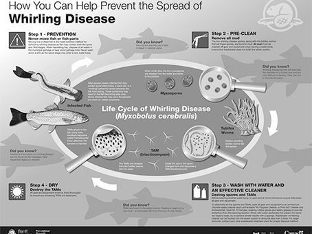 Whirling Disease Update-September 15, 2016