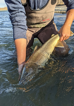 FishRescue2021_LNHC (28).jpg