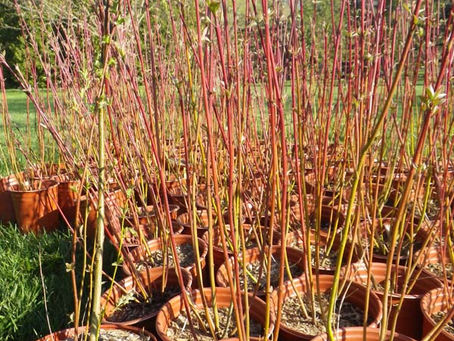 Private Tree Planting