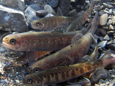 Brook Trout: An Ontario Perspective