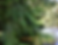 Branch PC.png