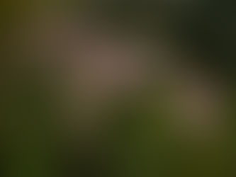 Stop the Spread-Flowering Rush