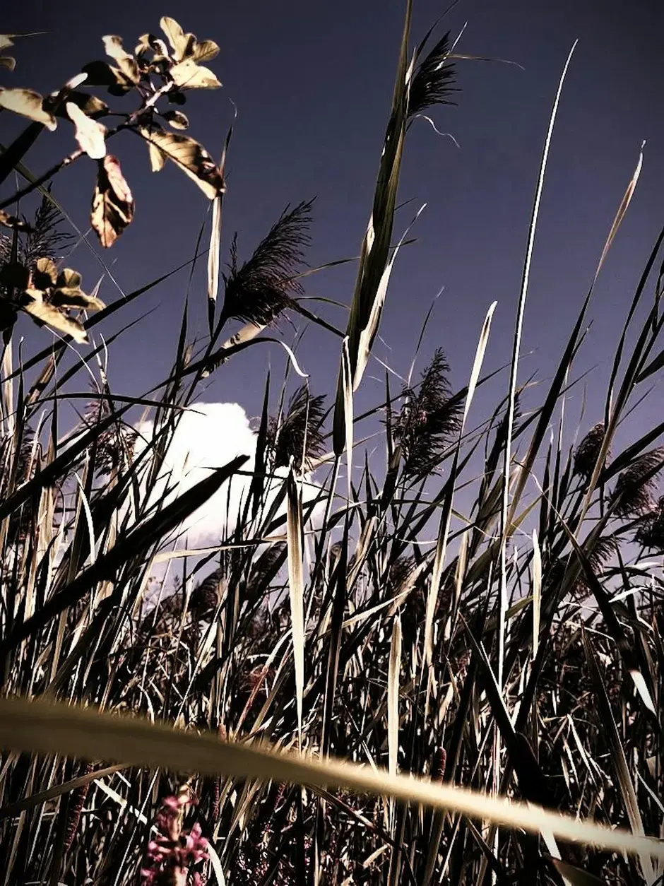 Halloween Invasive Phragmite BioBlitz Survey