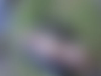 Stop the Spread-Whirling Disease