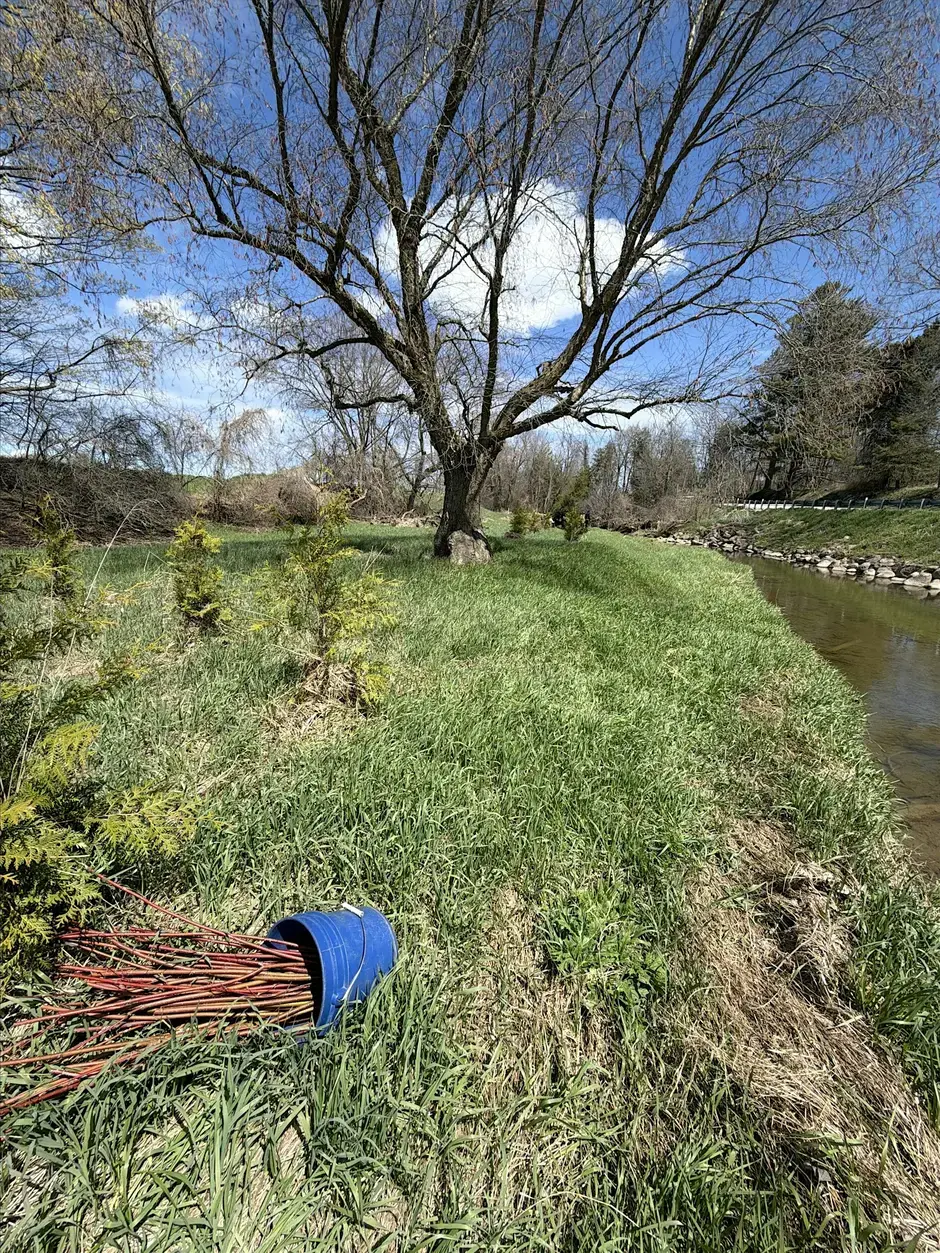 Bothwells Creek Tree Planting