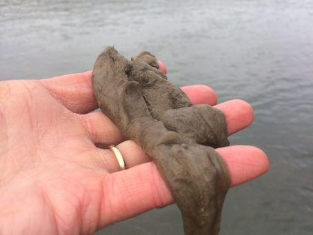 Understanding Didymo Distribution Across Alberta