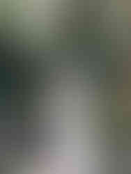 穿梭在林間小徑，女攝影師 LINN 帶領新人探索未知的浪漫。	溪頭婚紗外拍-森林秘境-推薦-Xitou-Hidden-Forest-Wedding