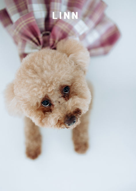 寵物貴賓狗穿傘裙特寫，趴地仰頭萌樣。 / Poodle wearing a cute skirt, looking up.
