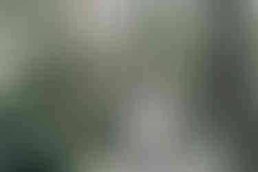 隱身於參天古木之間，大氣與靜謐並存的森林美學。	森林大景婚紗-溪頭攝影點-Epic-Forest-Wedding-Photo-Xitou