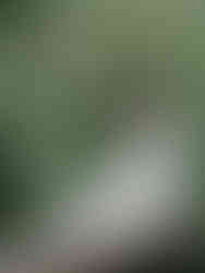 即使沒有晴天，微雨的溪頭卻擁有更迷人的柔光濾鏡。	溪頭婚紗攝影-微雨森林質感-Xitou-Rainy-Day-Wedding-Photography