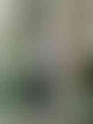 森林裡的紳士氣息，紀錄新郎在靜謐綠意中沉穩的神韻。	新郎單人特寫-溪頭婚紗攝影-西裝質感-Groom-Portrait-Xitou