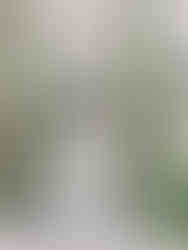 即使沒有晴天，微雨的溪頭卻擁有更迷人的柔光濾鏡。	溪頭婚紗攝影-微雨森林質感-Xitou-Rainy-Day-Wedding-Photography