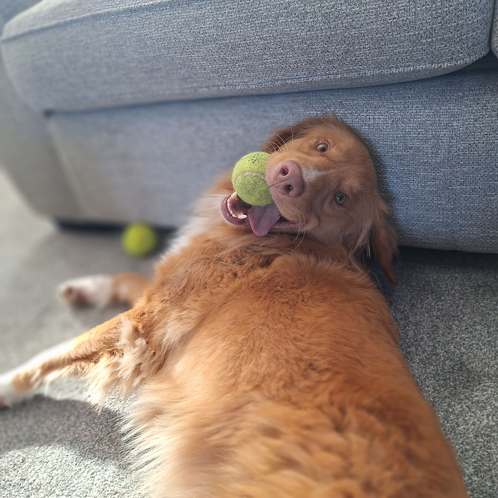 Dog laying down with tennis ball in mouth after playing during a pet sitting visit with Pick Up the Paws
