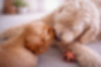 puppy greeting older dog