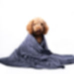 Dog wrapped in a gray blanket, Big Rope 2 Knot, Eco Dog Toy, sitting on white background.