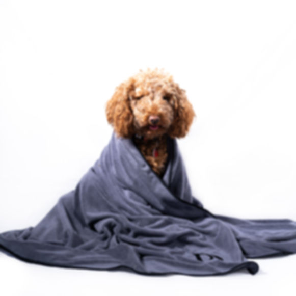 Dog wrapped in a gray blanket, Big Rope 2 Knot, Eco Dog Toy, sitting on white background.